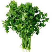 PARSLEY BUNCH KENYA