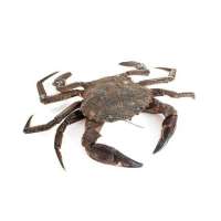 Fresh Crab Female (per kg)