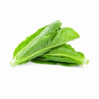 LETTUCE ROMAIN * 2 PACK HOLLAND